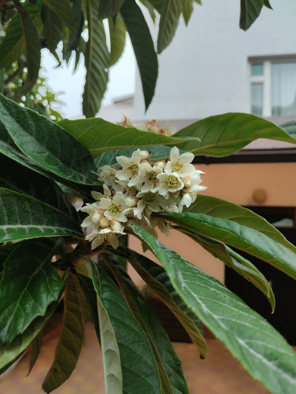 Гостевой дом Талассо Адлер-30