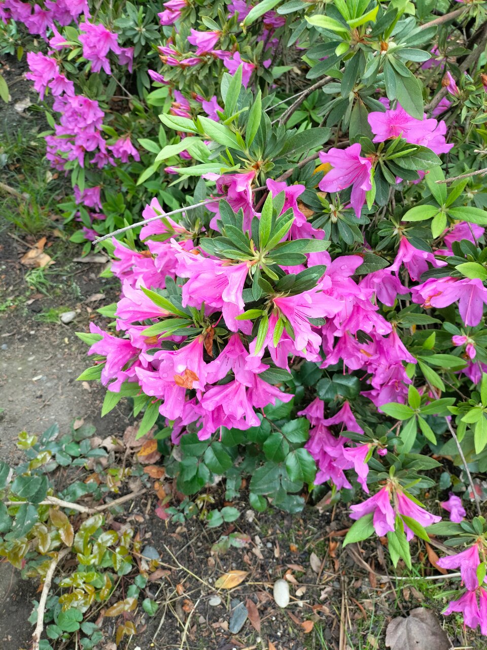 Гостевой дом Талассо Адлер-35