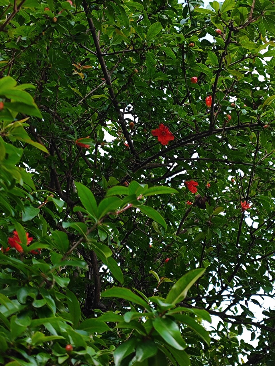 Гостевой дом Талассо Адлер-67