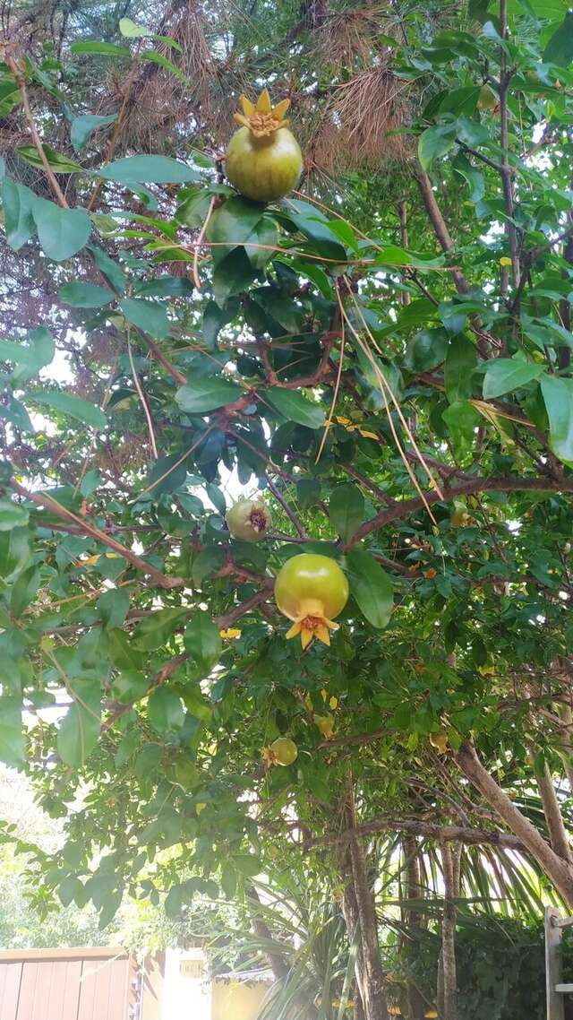 Гостевой дом Талассо Адлер-45