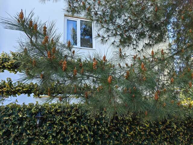 Гостевой дом Талассо Адлер-49