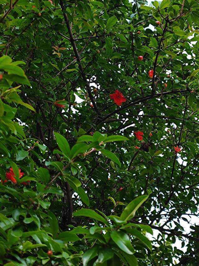 Гостевой дом Талассо Адлер-66